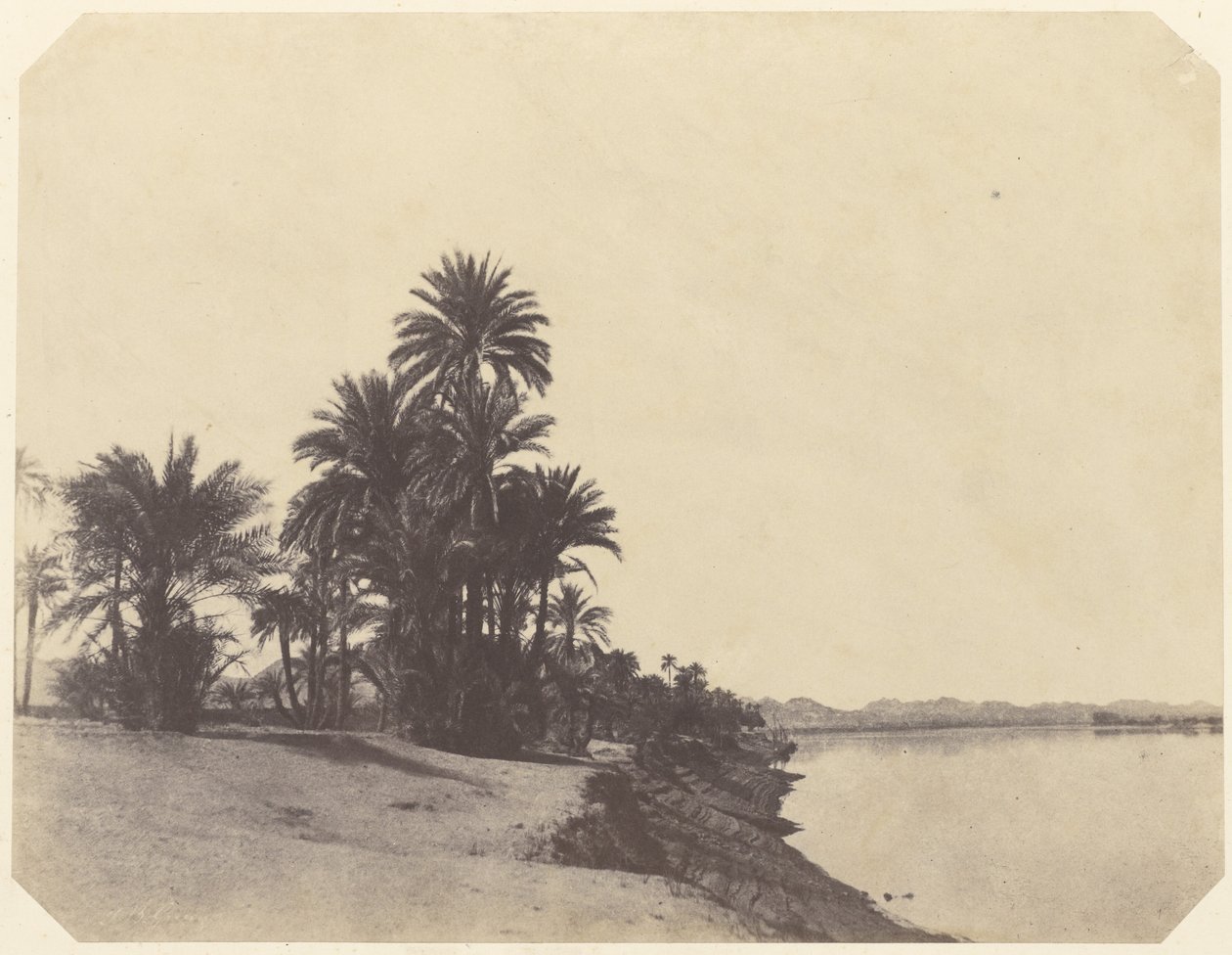[Studies van dadelpalmen] door John Beasley Greene