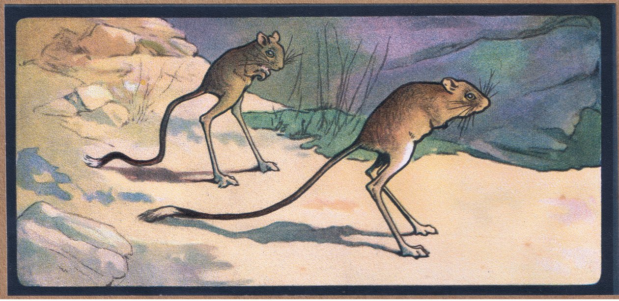 Jerboa door John Edwin Noble