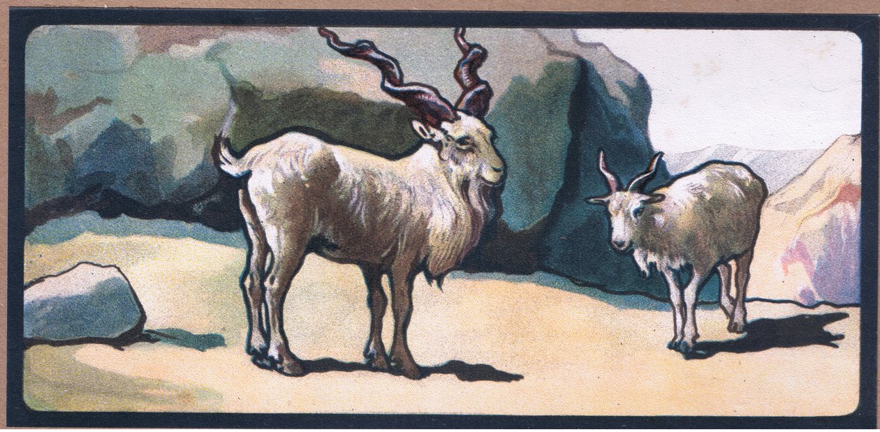 Markhor (Geit) door John Edwin Noble