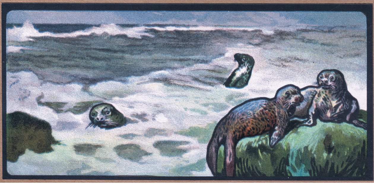 Zeehonden door John Edwin Noble