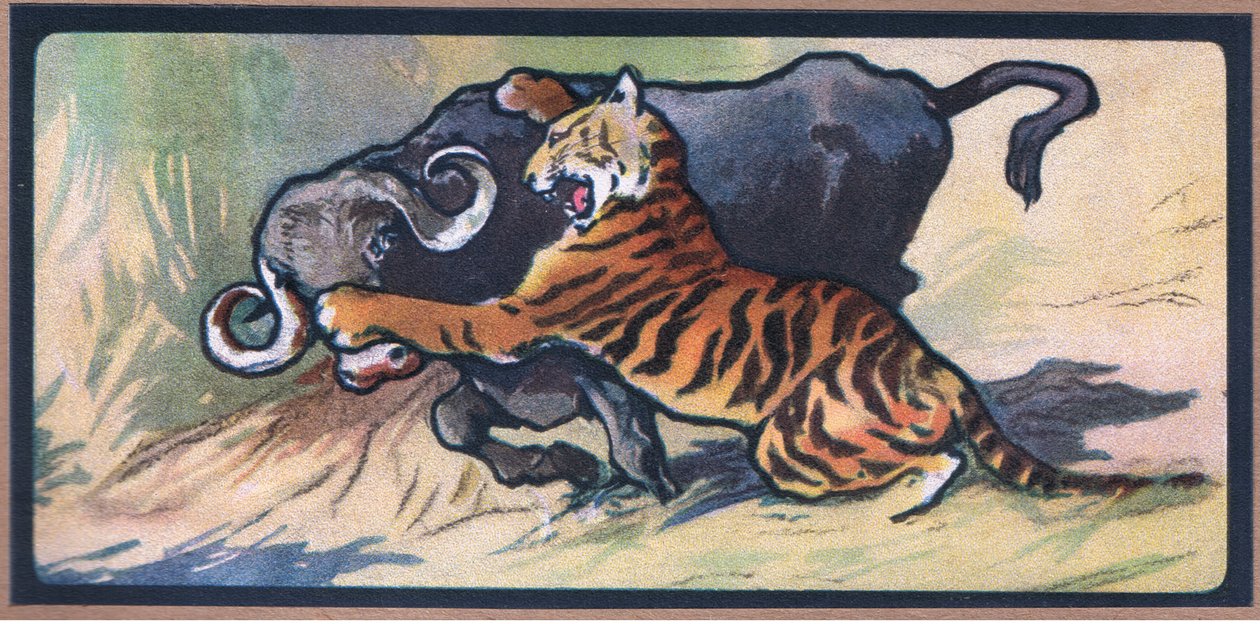 Tijger en Buffel door John Edwin Noble