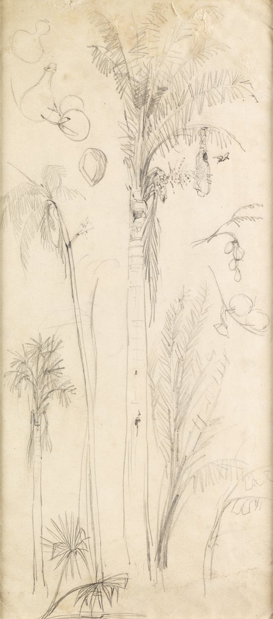 Palmbomen door John Everett Millais