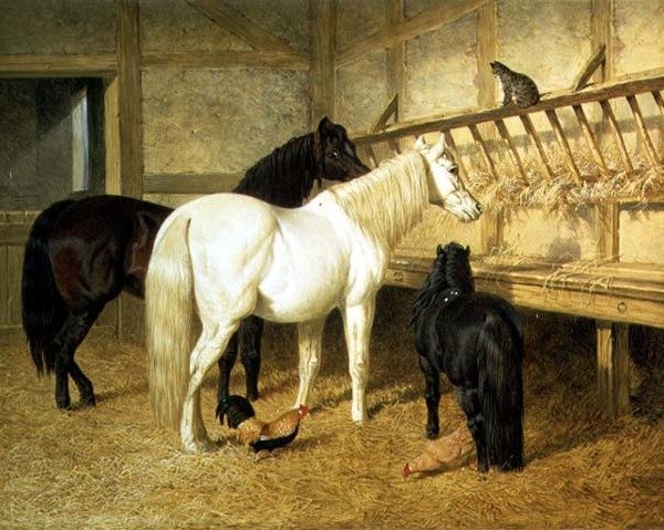 Pony