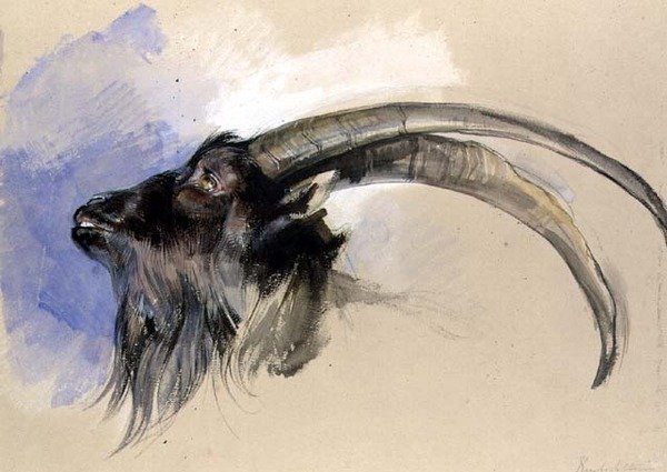 Hoofd van een steenbok door John Frederick Lewis