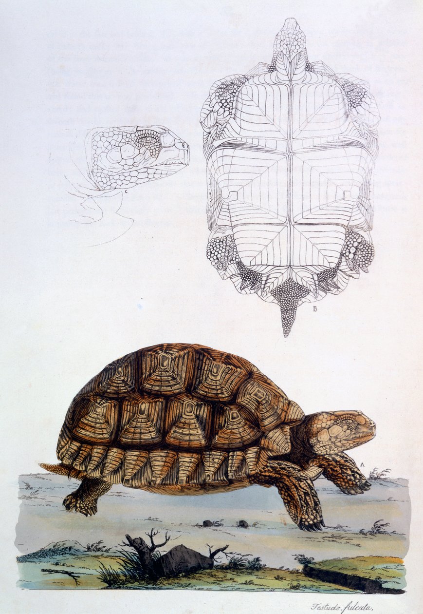 Testudo Sulcata, 1796 door John Frederick Miller