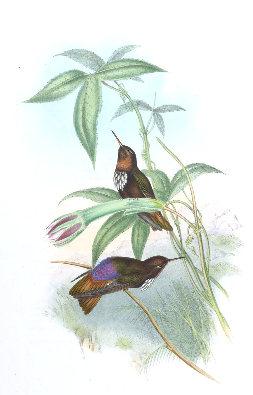 Aglaeactis castelnaui door John Gould
