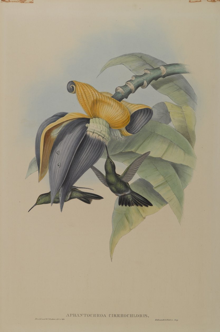 Aphantochroa Cirrhochloris: Somber Kolibrie door John Gould
