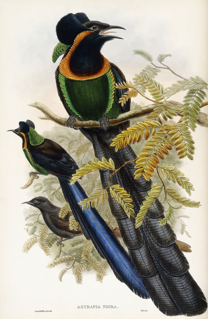 Arfak Astrapia door John Gould
