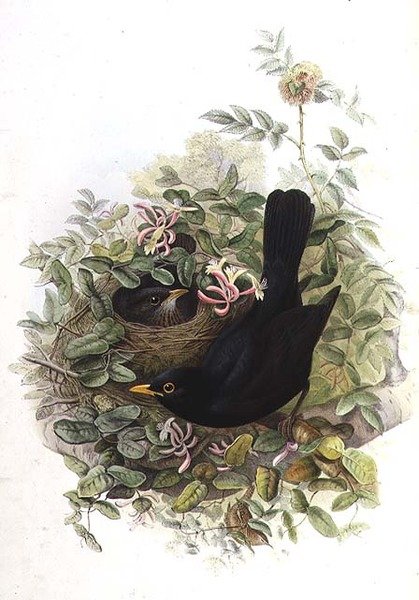 Merel door John Gould
