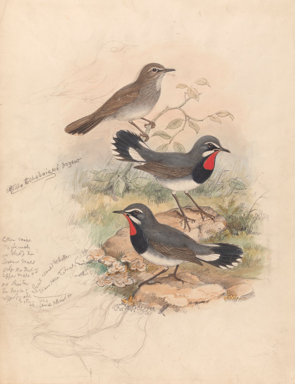 Calliope Tschebaiewi, Prjev. door John Gould