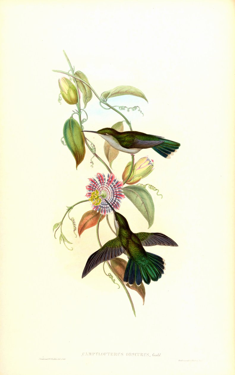 Campylopterus largipennis obscurus door John Gould