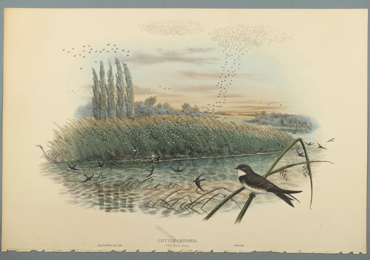 Cotyle Riparia door John Gould