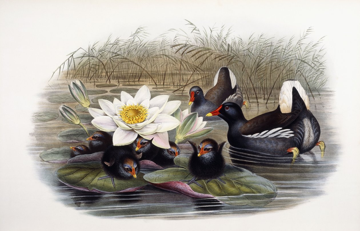 Gallinula Chloropus door John Gould