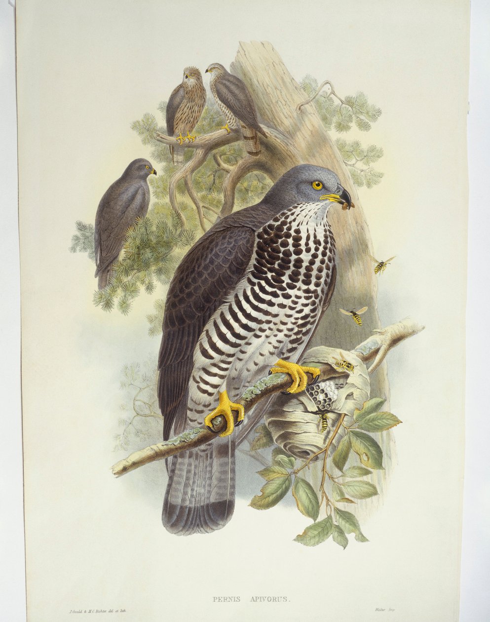 Wespendief (Pernis apivorus), illustratie door John Gould