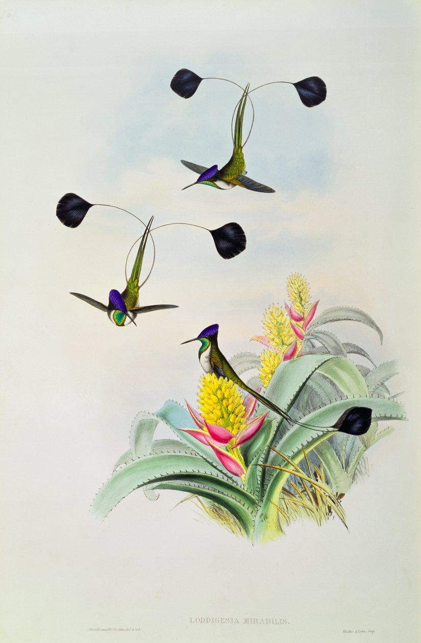 Kolibrie, gegraveerd door Walter en Cohn door John Gould