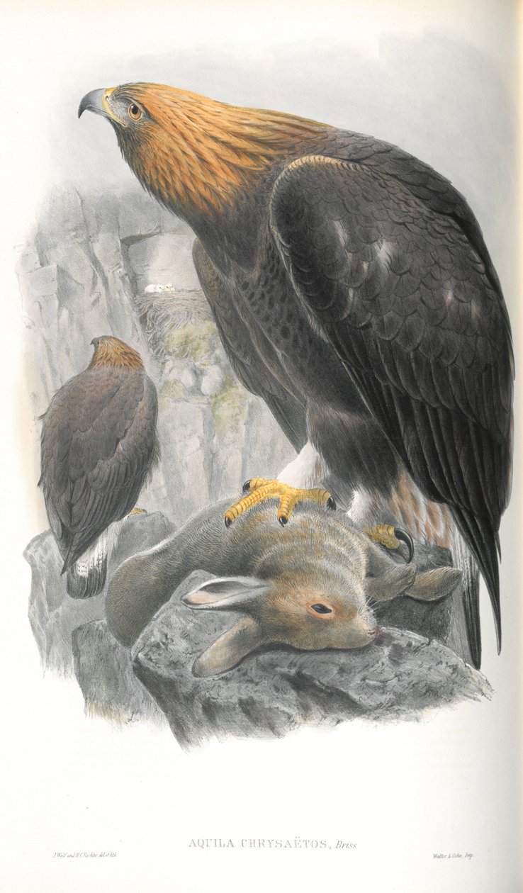 Illustratie van Aquila Chrysaetos (Steenarend) door John Gould