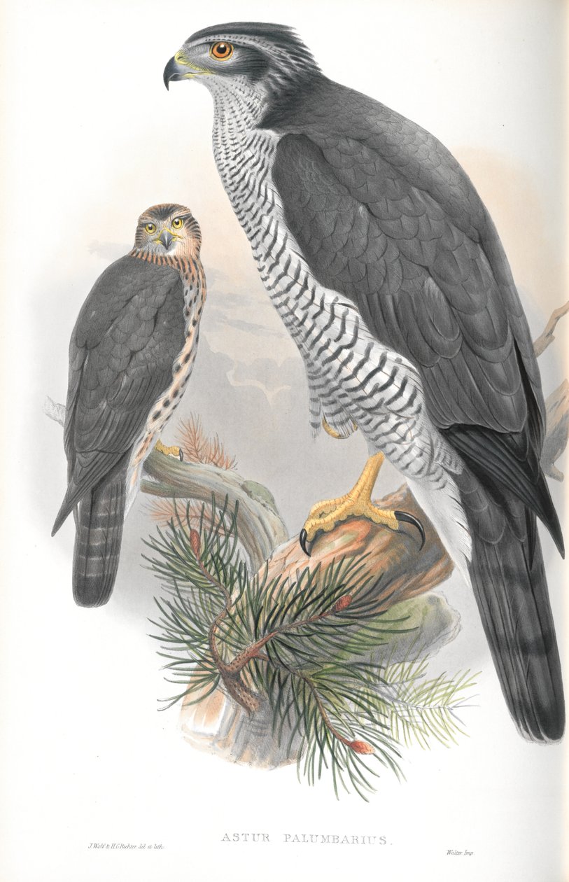 Illustratie van Astur Palumbarius (Havik) door John Gould