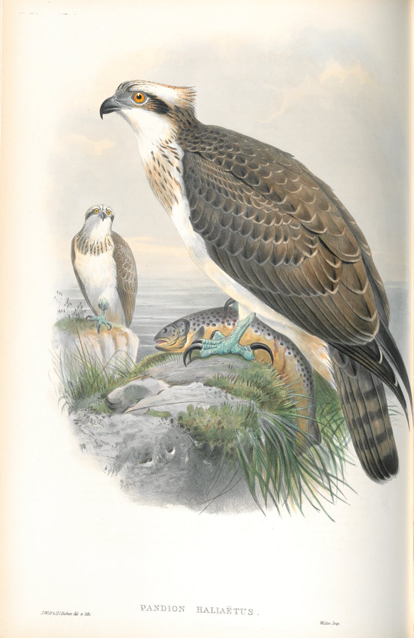 Illustratie van Pandion Haliaetus (Visarend) door John Gould