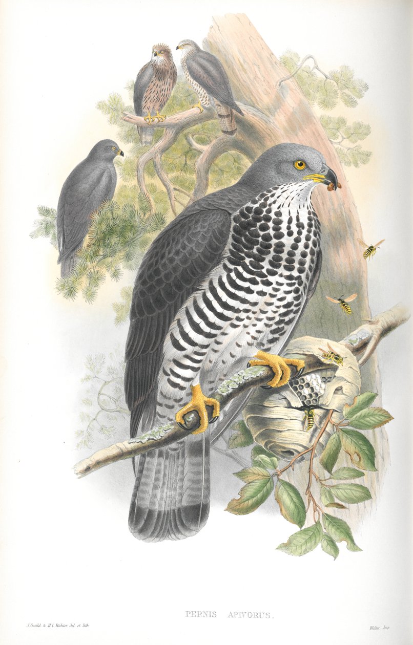 Illustratie van Pernis Apivorus (Wespendief) door John Gould