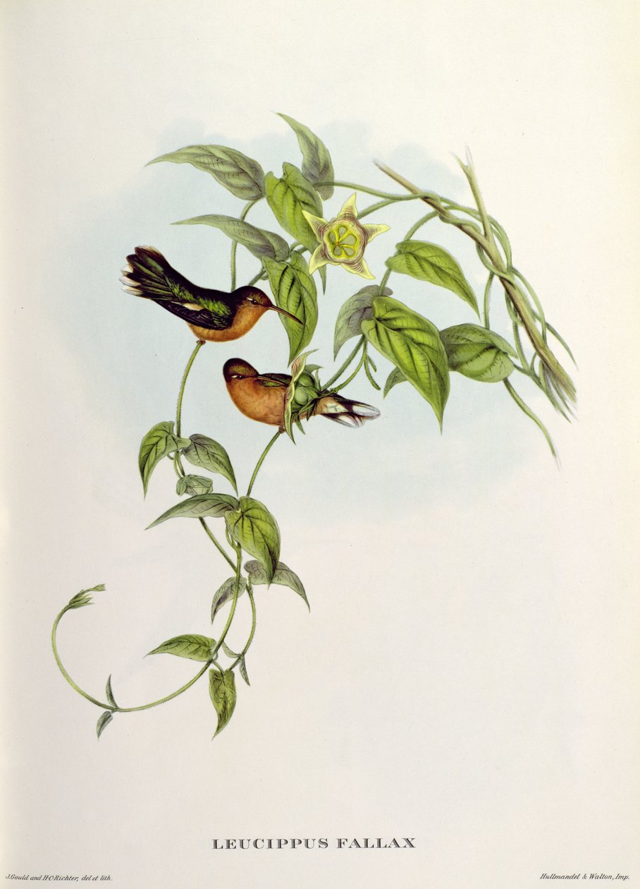 Leucippus Fallax door John Gould