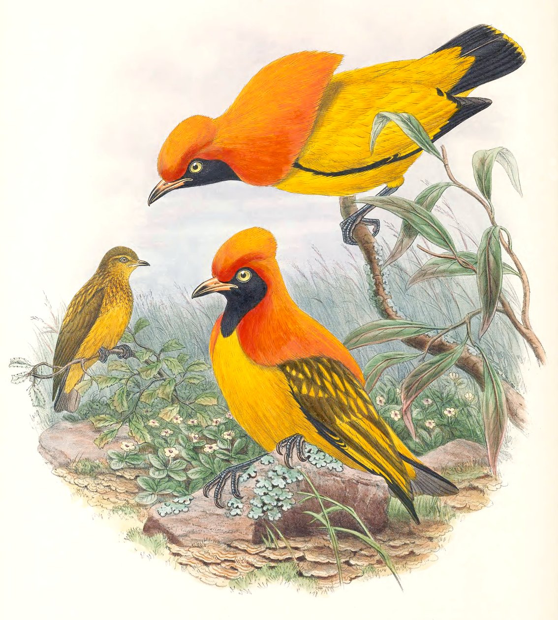 Gemaskerde Bowerbird door John Gould