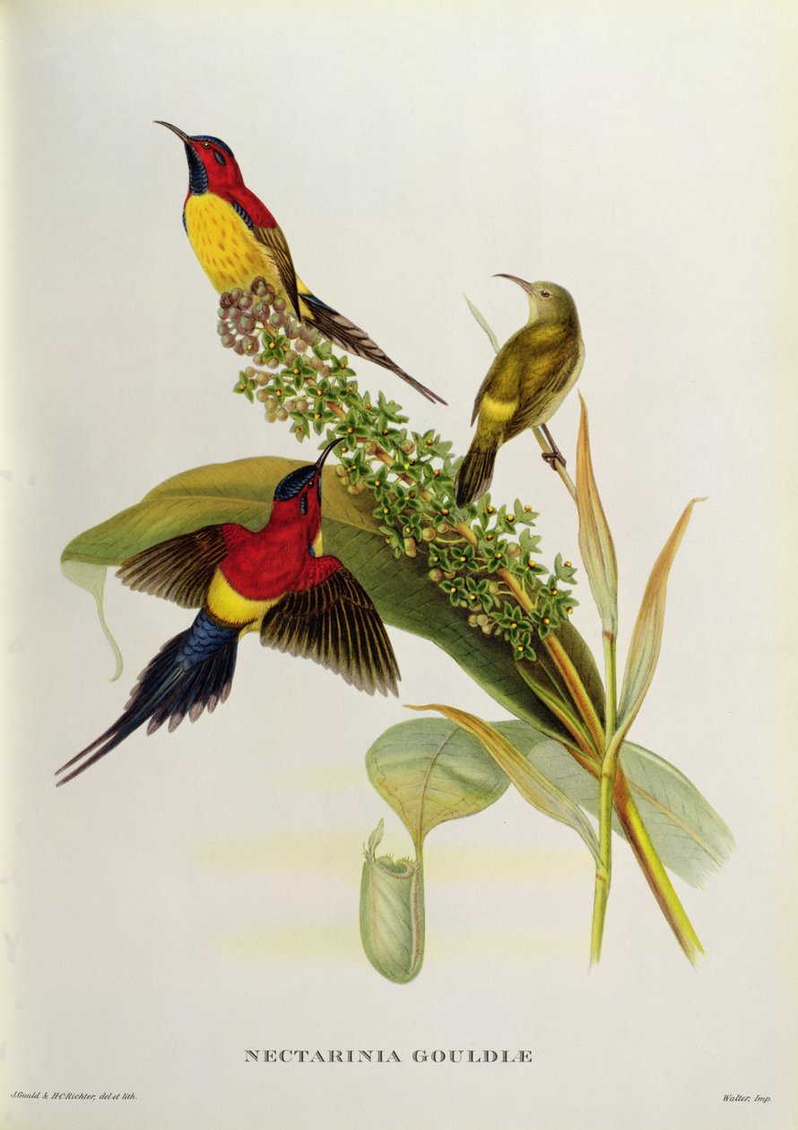 Nectarinia Gouldae uit 