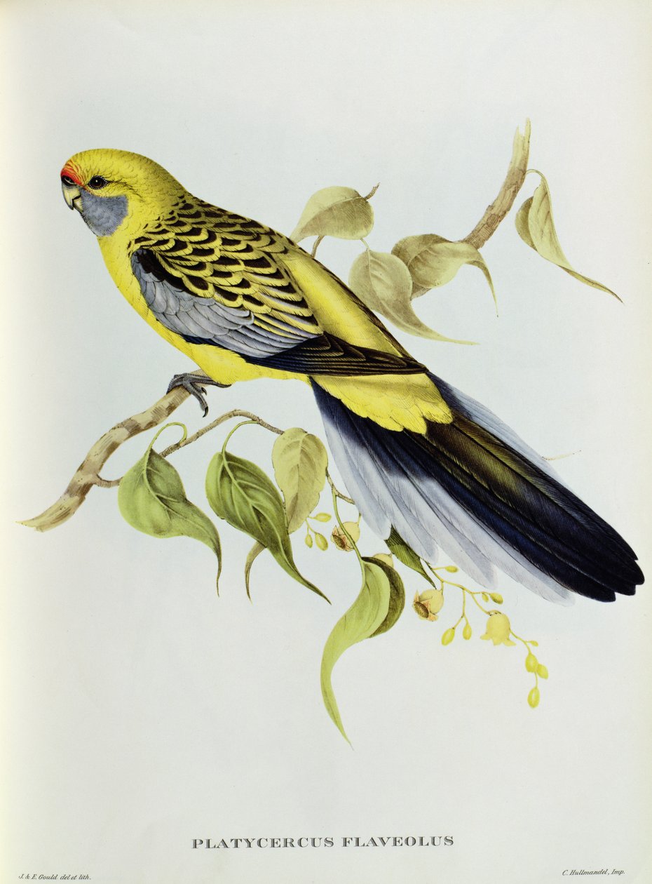 Platycercus Flaveolus door John Gould