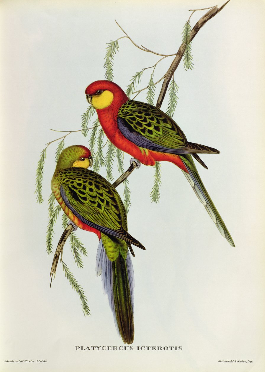 Platycercus Icterotis door John Gould