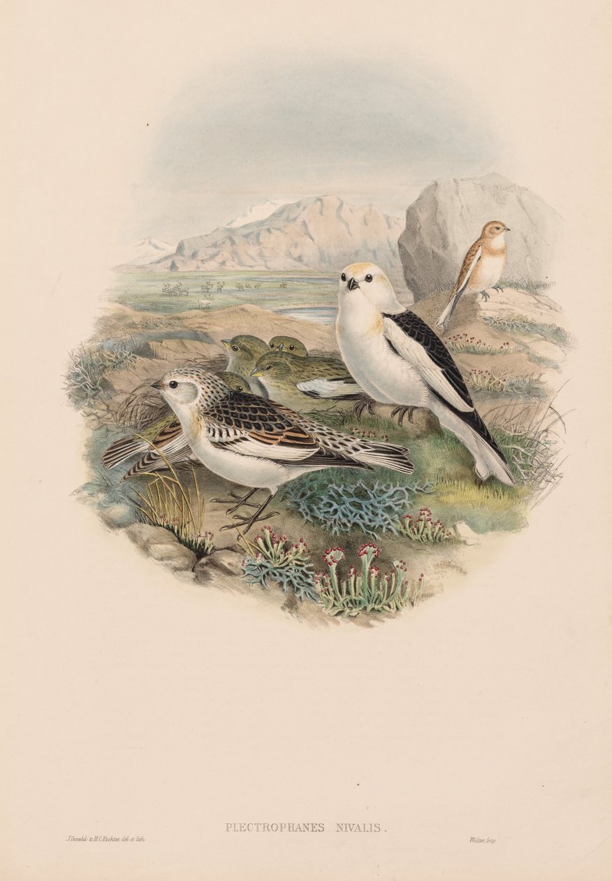 Sneeuwvink door John Gould