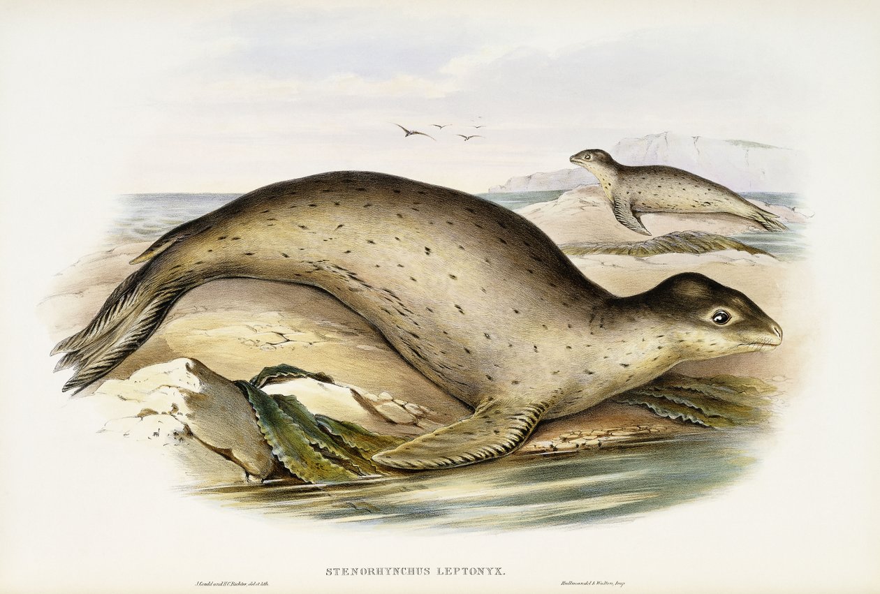 Zee Luipaard door John Gould
