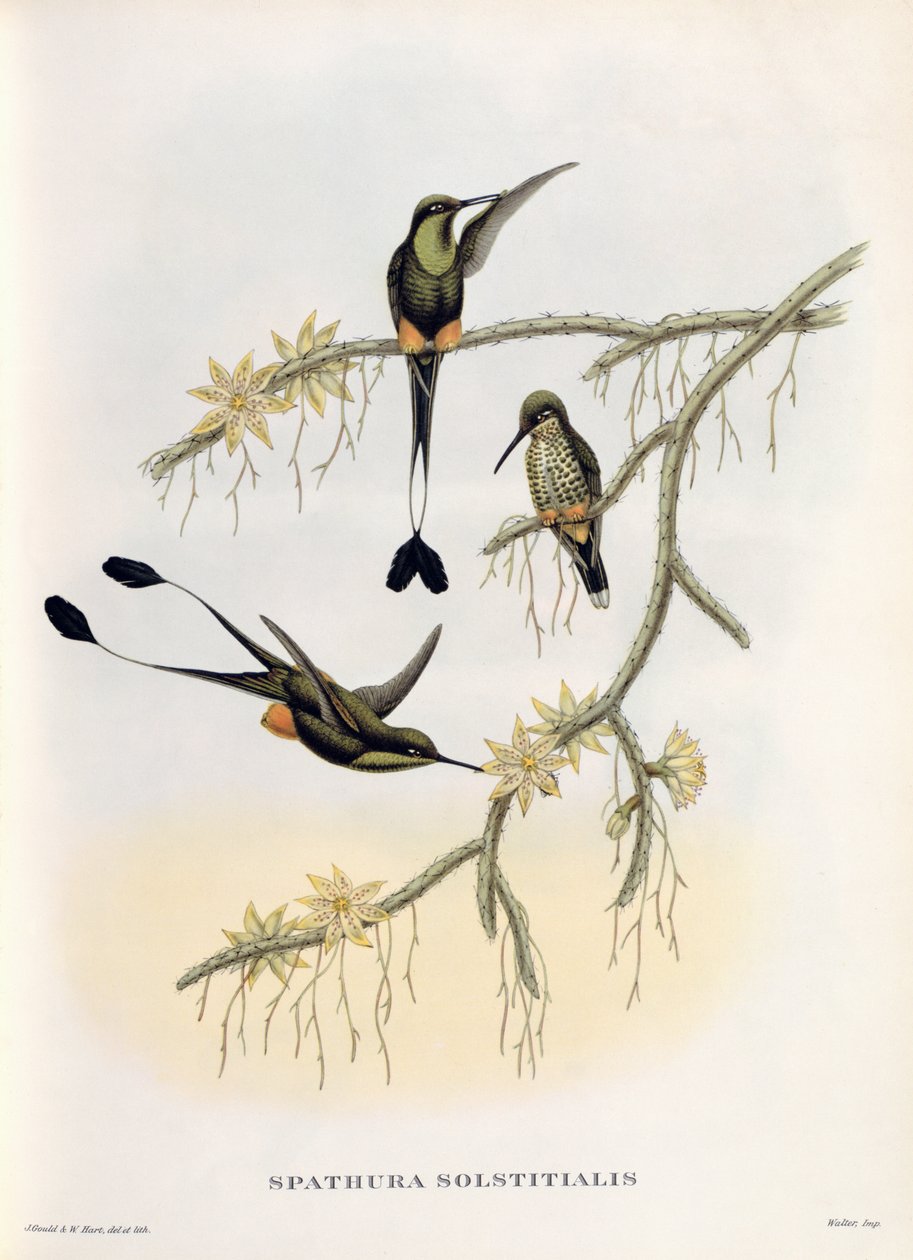Spathura Solstitialis door John Gould