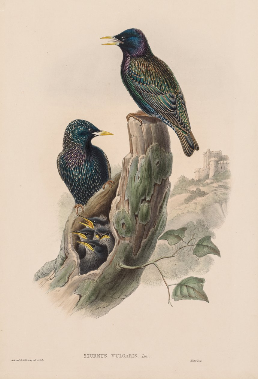 Spreeuw door John Gould