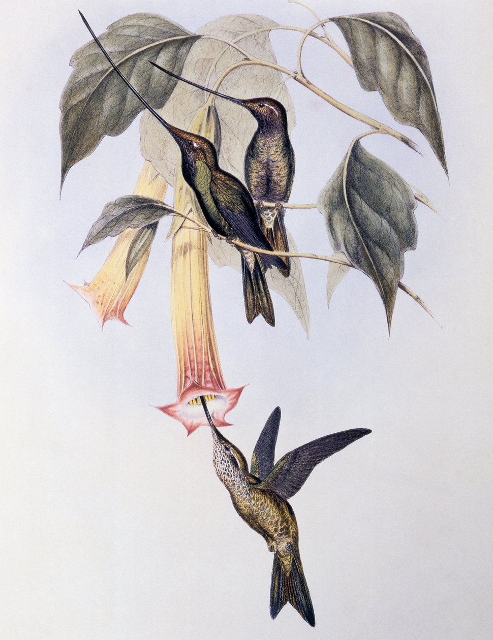 Zwaardbek Kolibrie (Docimastes ensiferus) door John Gould
