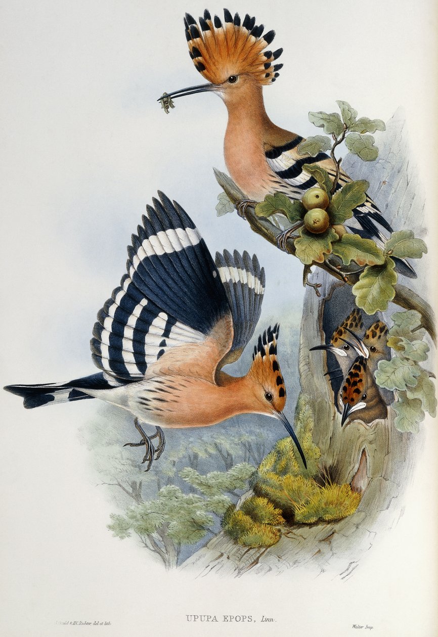 Hop door John Gould