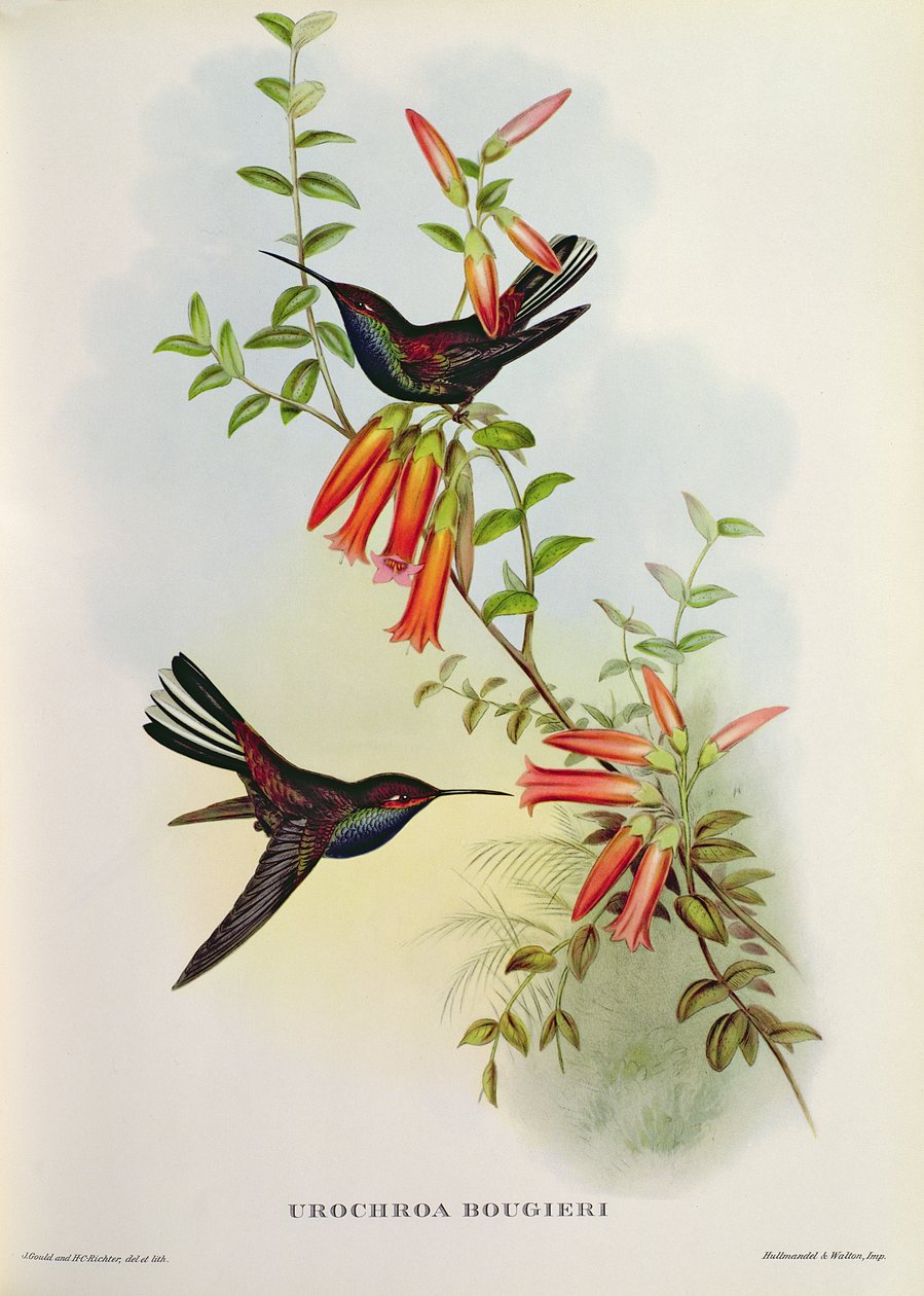 Urochroa Bougieri door John Gould