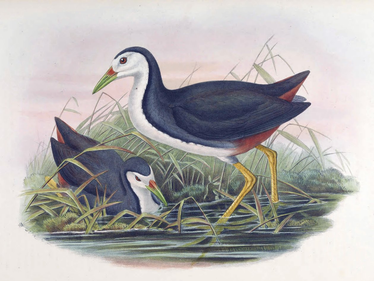 Witborst Waterhoen Amaurornis phoenicurus (Pennant) door John Gould
