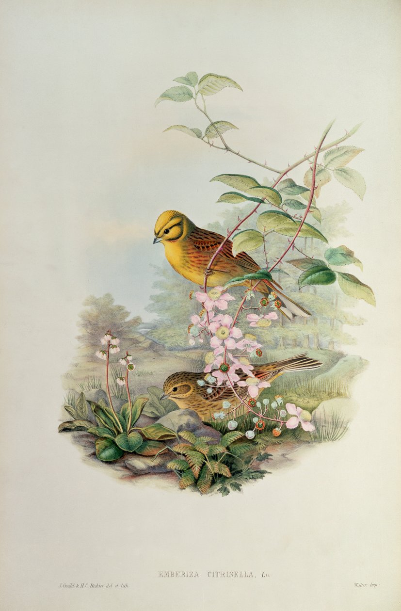 Geelgors door John Gould
