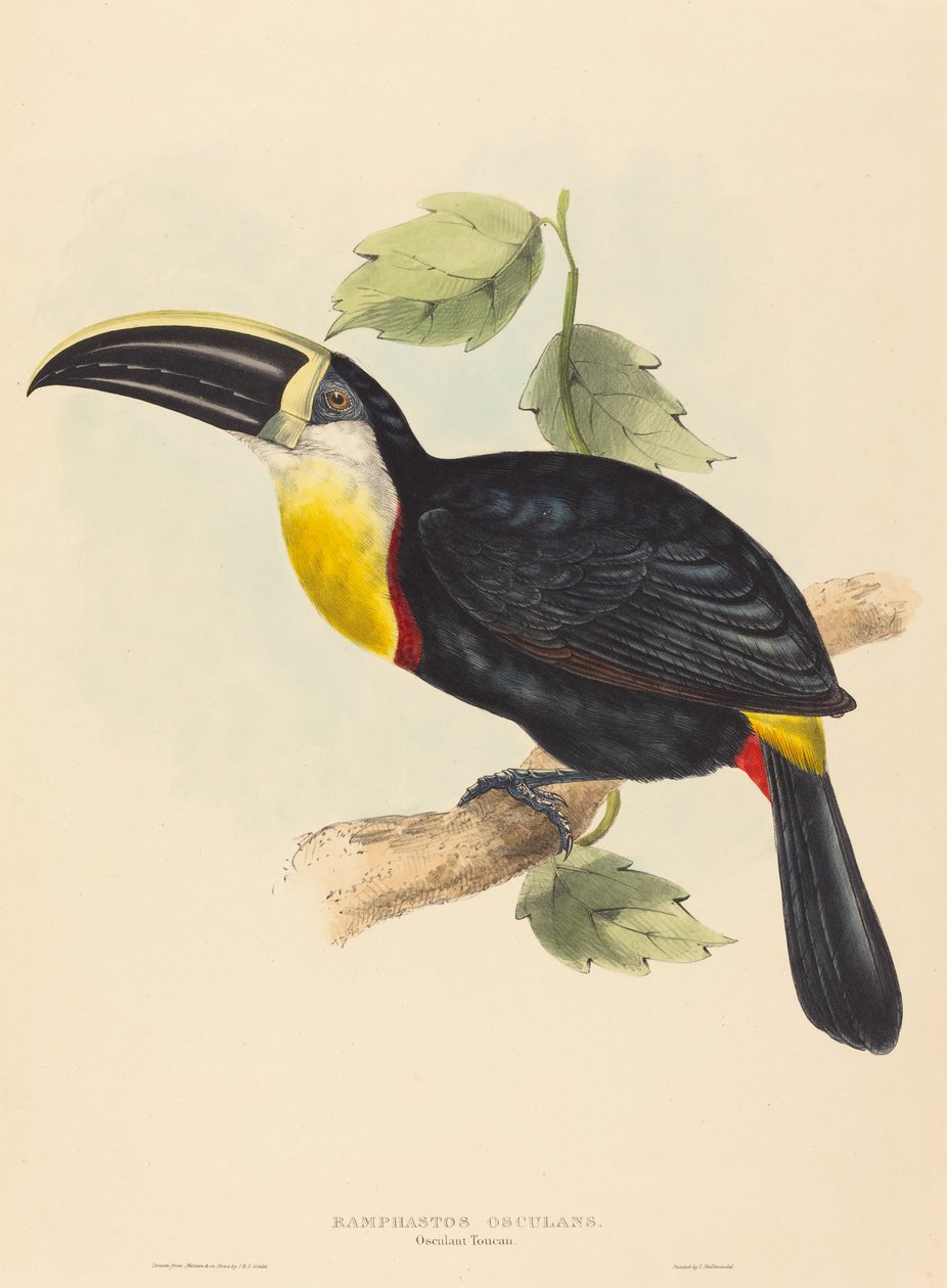 Osculerende toekan (Ramphastos osculans) door John Gould and Elizabeth Gould