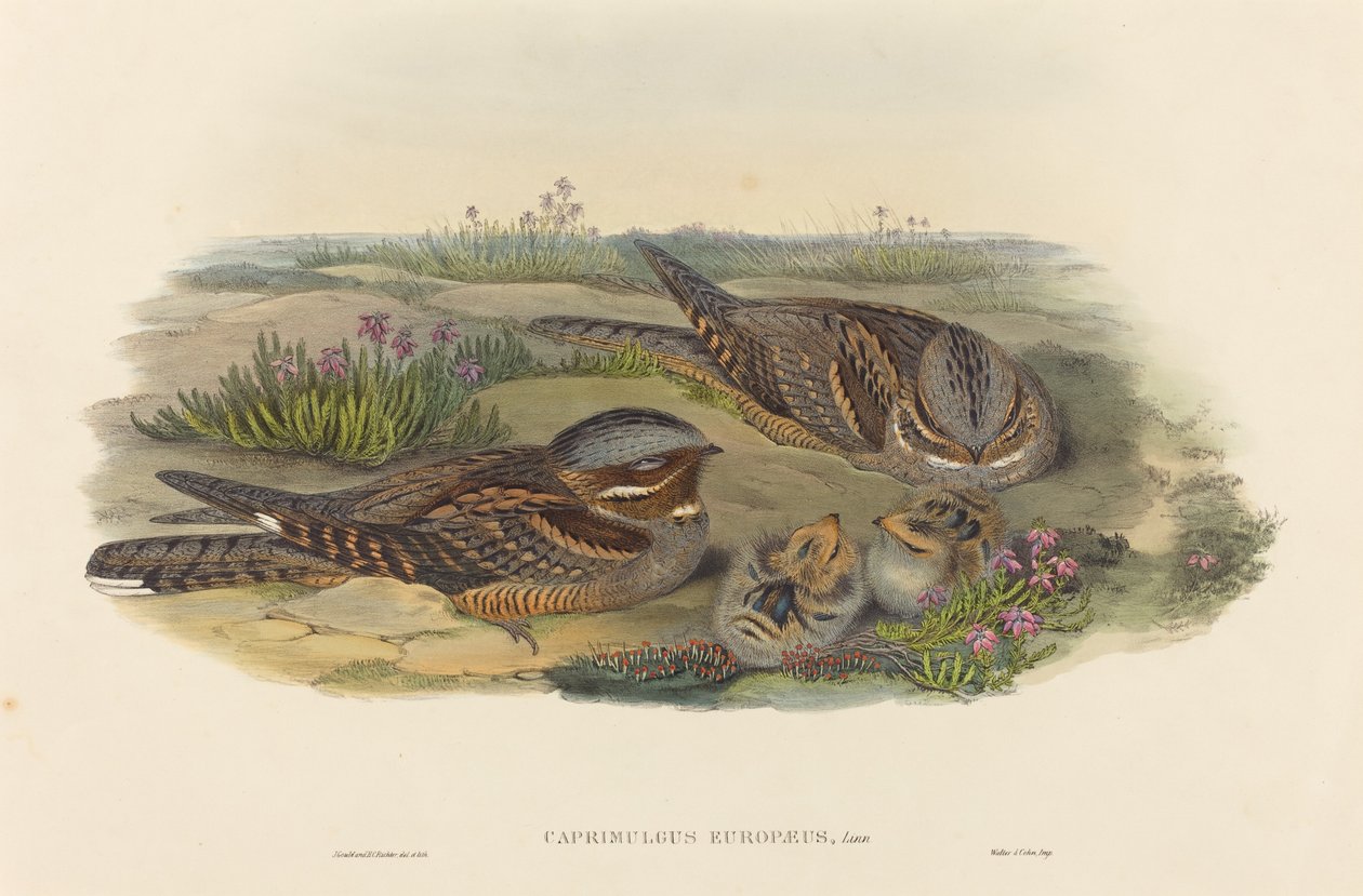 Nachtzwaluw door John Gould and H.C. Richter