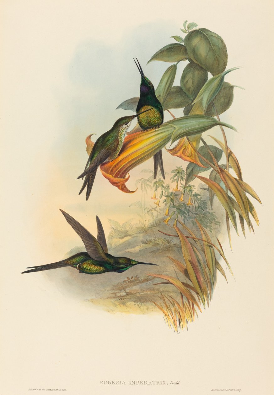 Eugenia imperatrix (Keizerkolibrie) door John Gould and H.C. Richter