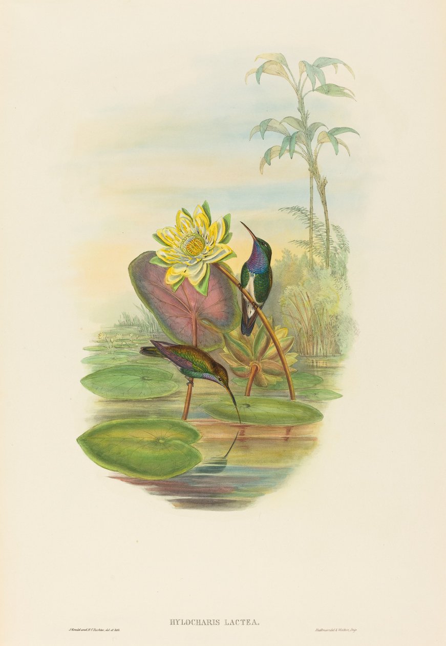 Hylocharis lactea (Saffierborst Smaragd) door John Gould and H.C. Richter