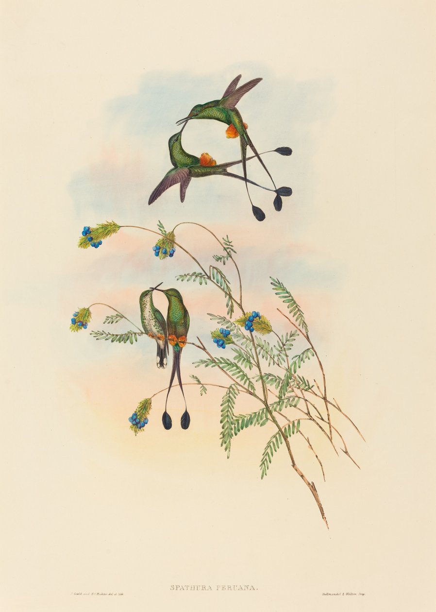 Spathura peruana (Peruaanse Racketstaart) door John Gould and H.C. Richter