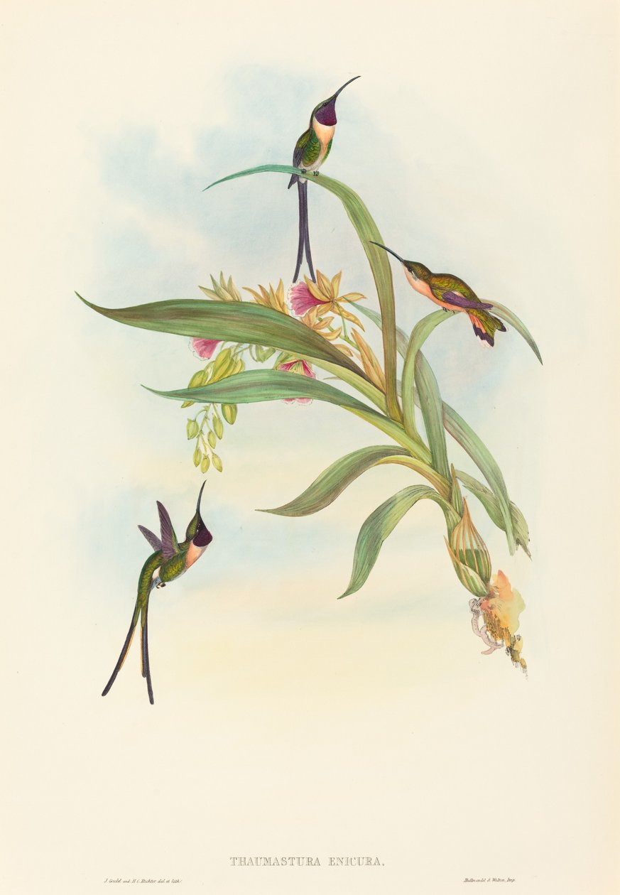 Tharmastura enicura (Slanke schaarstaart) door John Gould and H.C. Richter