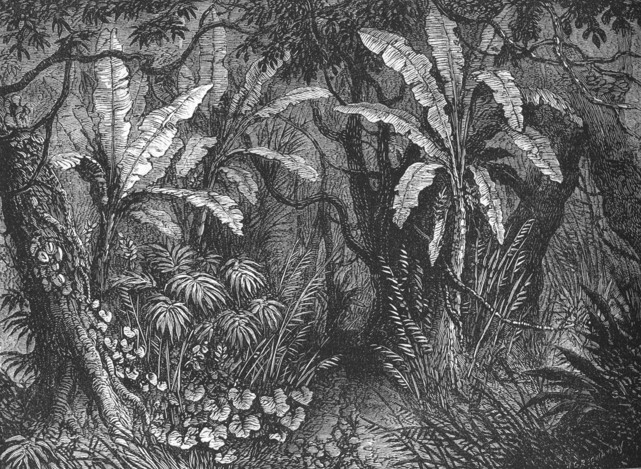 In de Bush door John Greenaway