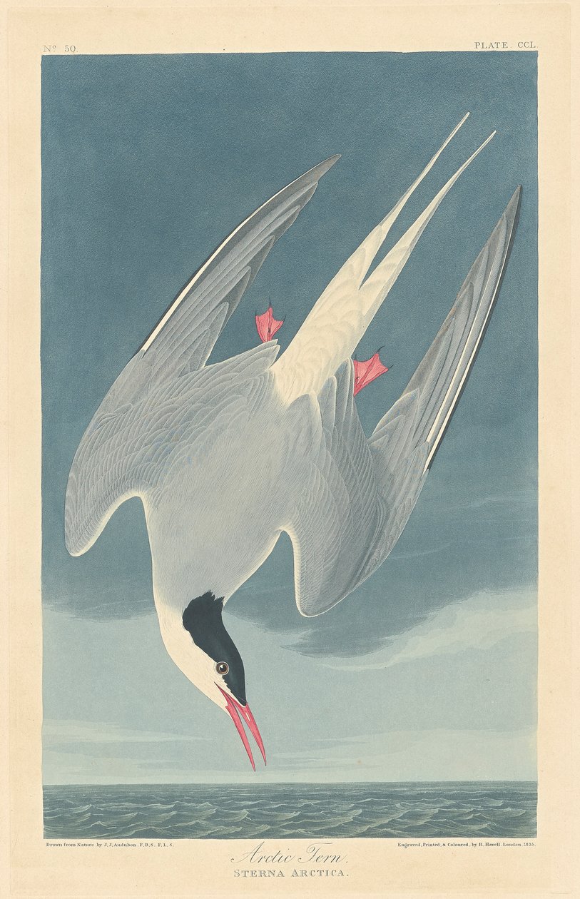 Noordse stern door John James (after) Audubon