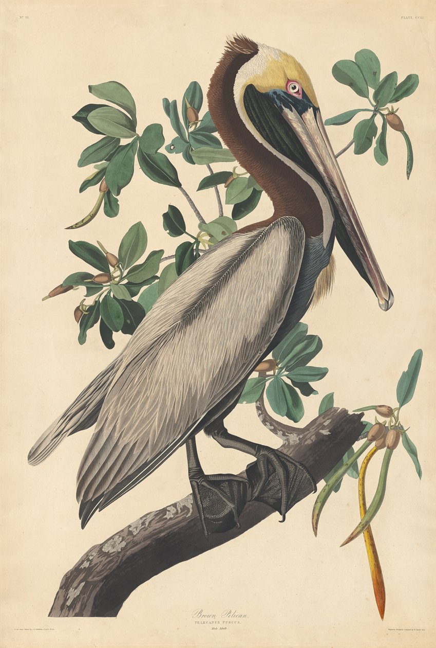 Bruine Pelikaan door John James (after) Audubon