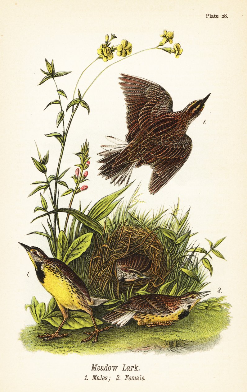 Oostelijke weidespreeuw, Sturnella magna door John James (after) Audubon