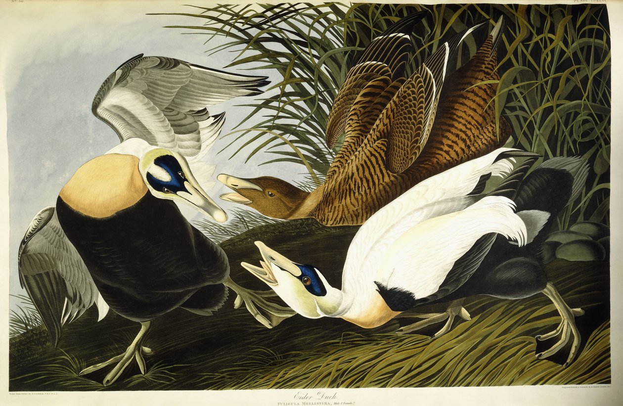 Eidereend, mannetje en vrouwtje door John James (after) Audubon