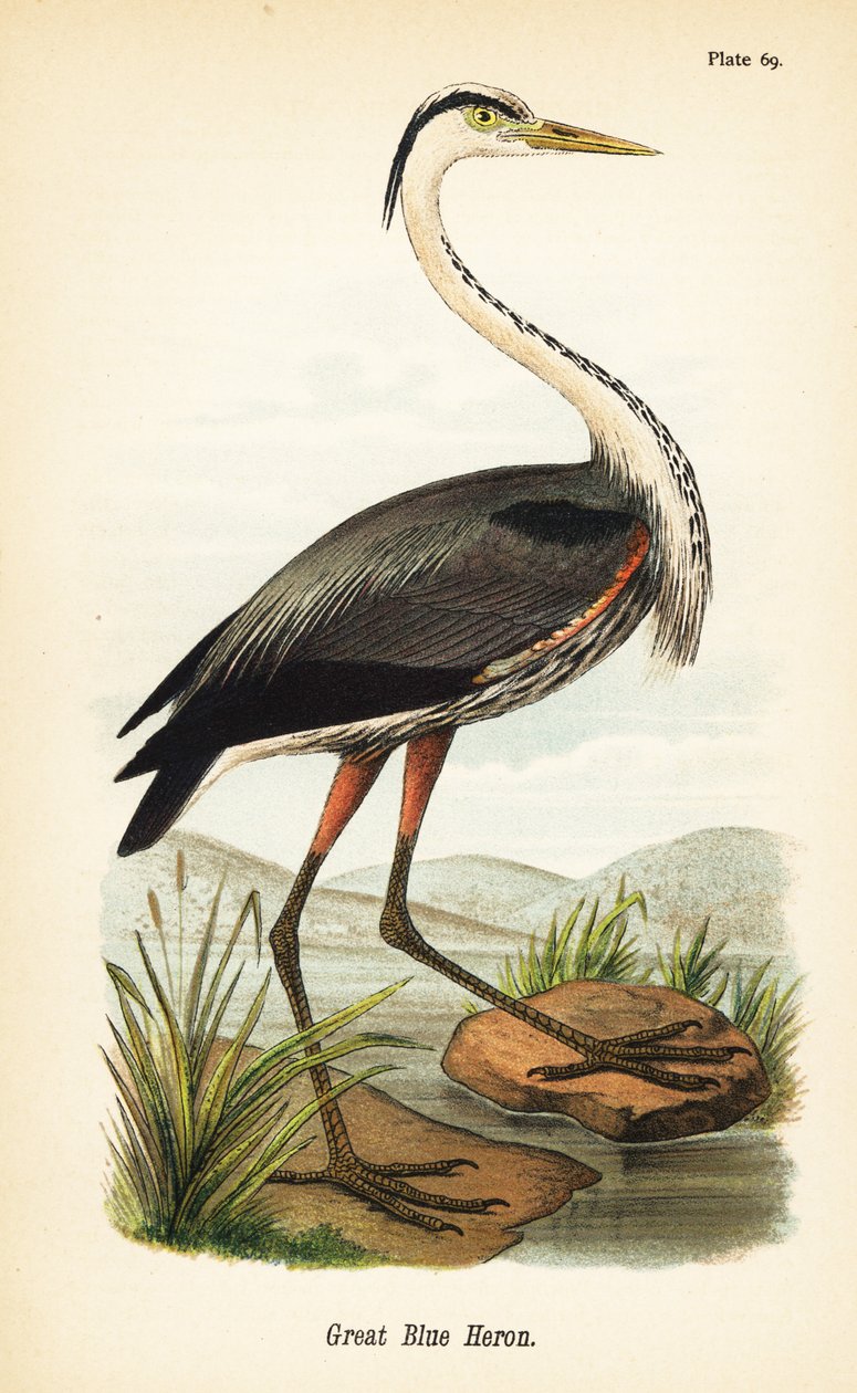 Grote blauwe reiger, Ardea herodias door John James (after) Audubon