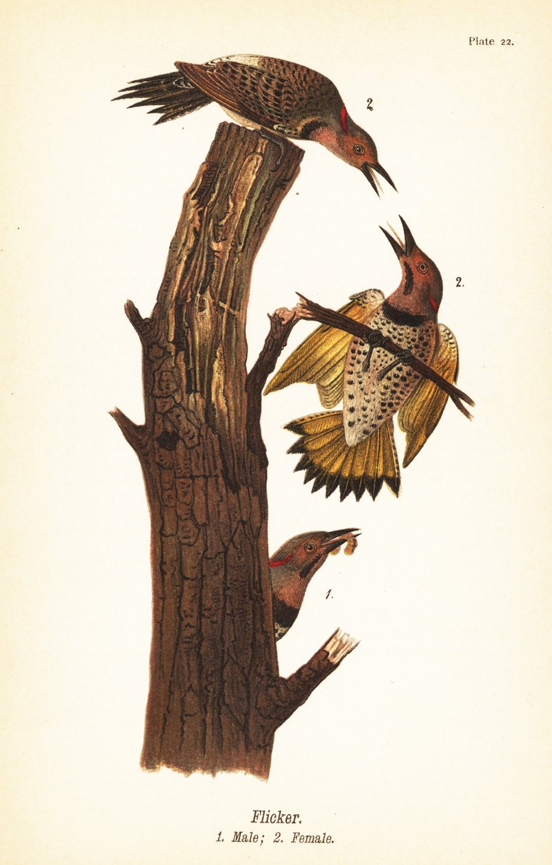 Goudspecht, Colaptes auratus door John James (after) Audubon